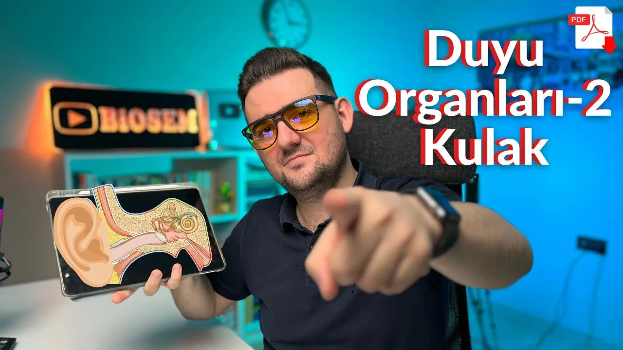 Biosem - Duyu Organları Kulak Konu Anlatımı PDF - PDF'yi indirmek için tıklayın! AYT DUYU ORGANLARI KULAK KONU...