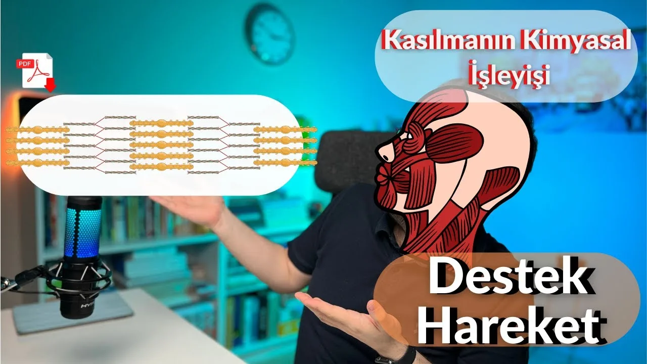 Biosem - Destek ve Hareket Sistemi Kasların Kasılma Mekanizması Konu Anlatımı PDF - PDF'yi indirmek için tıklayın! AYT DESTEK VE HAREKET SİSTEMİ...