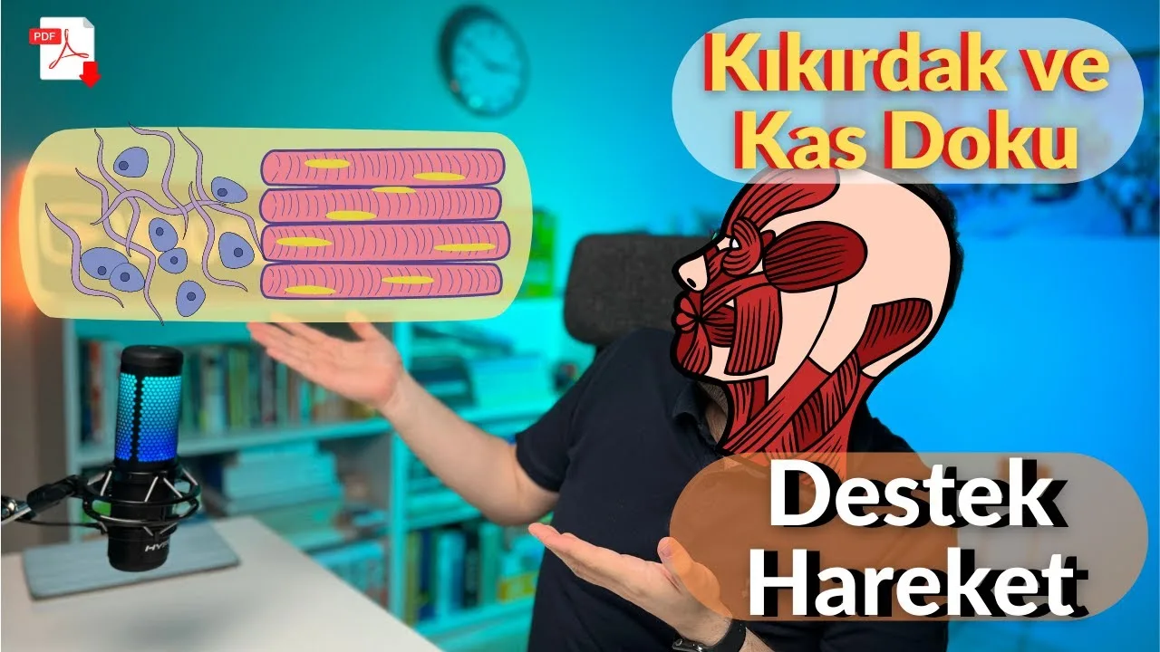 Biosem - Destek ve Hareket Sistemi Kıkırdak ve Kas Doku Konu Anlatımı PDF - PDF'yi indirmek için tıklayın! AYT DESTEK VE HAREKET SİSTEMİ...